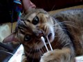 綿棒大好き☆The cotton bud is loved.