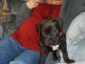 Don't Think Twice Pittie Owners- Video