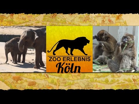 Kln: Zoo Kln - Zoo Erlebnis #5 - fnfte Ausgabe von Z ...