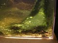 Bac de streptos parasité