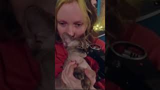 Accidental ASMR - cat purring | My life with Devon Rex