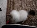 More Cammy Playing Ball More Cammy Playing Ball