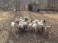 sheep1.0001.mpg