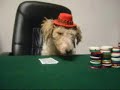 www.pokerolymp.de - Phil Hellmuth vs. Crazy Dog www.pokerolymp.de - Phil Hellmuth vs. Crazy Dog