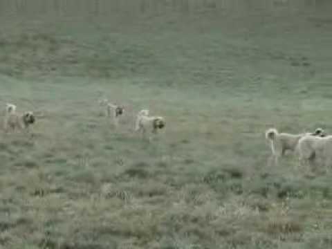 pitbull,kangal,kurt