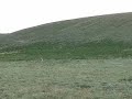 World Famous Kurdish Kangal Dogs - Kürt Kangal Köpegi 2