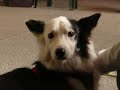 Dog's Dream