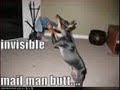 loldogs