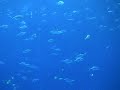 whale shark