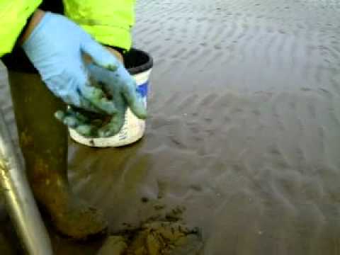 how to collect lugworm