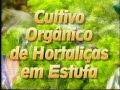 CULTIVO ORGÂNICO DE HORTALIÇAS EM ESTUFA