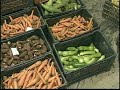 CULTIVO ORGÂNICO DE HORTALIÇAS EM ESTUFA