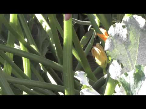 how to get rid of fungus on zucchini