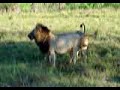 Lion Roaring at Female and lion cubs at Kruger