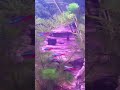 Click here to watch this video Our tropical tank