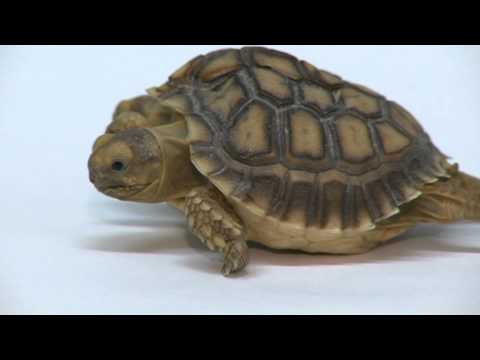 Publican un video de la tortuga con dos cabezas y cinco patas