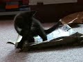 Tail Chasing Tail Chasing