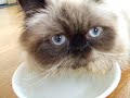 Close Up Of Cat Drinking Water-eye contact!