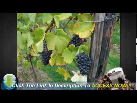 how to fertilize muscadine grape vines