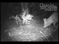 HCO Scout Guard SG550 Video-Predator Call and Decoy
