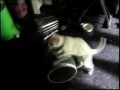 the-rockcats-stray-cat-strut.html