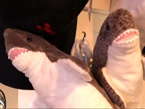 Shark Sightings a Big Catch for Cape Tourism