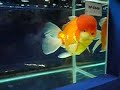 aquarama champion oranda