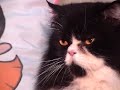 Very calm big cat - Grande gato muito calmo
