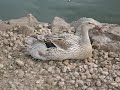 Enten Song