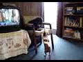 Blind Helen dachshund plays with her toy