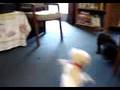 Blind Helen dachshund plays with her toy