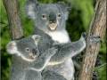 Endangered Animals: Almost Gone...