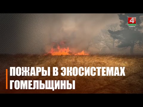 В 7 раз возросло количество пожаров в экосистемах Гомельщины видео