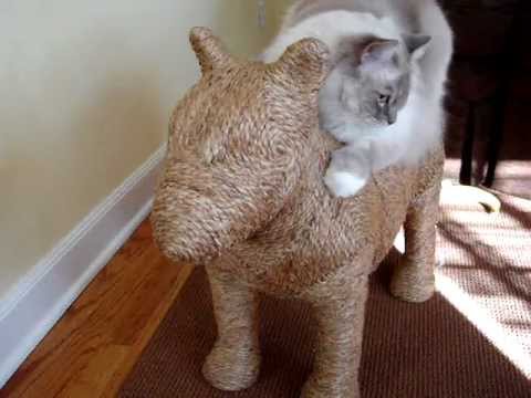 0 Top 15 Favorite Cat Products Reviewed in 2012