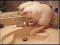 Splish-Splash