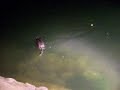 Pesca col Cormorano Pesca col Cormorano