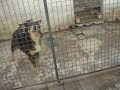 MACRI VISITA LOS PERROS DEL PASTEUR