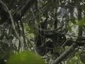 \"In The Jungle\"