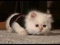 Kitten Time Fun... he's on the go