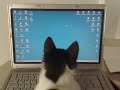 Ikki admirando el puntero del mouse