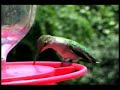 Ruby-throated Hummingbird Ruby-throated Hummingbird