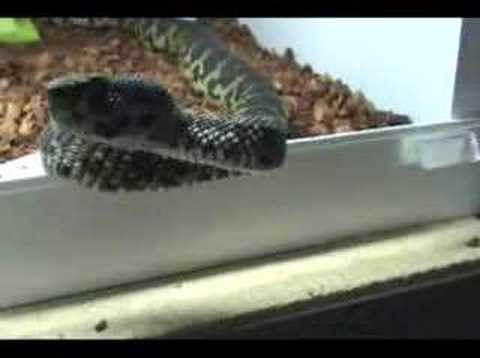Mangrove Pit Viper