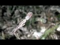 Nite Dive Homestay Front Nite Dive Homestay Front
