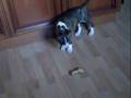 Bull Terrier Inglés video