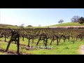 Bacigalupi Vineyard