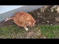 WATCH IN HD! Fatso Eating An Ant Pile