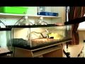 How to Set Up a Terrarium : How to Set Up Terrarium Animal Cage How to Set Up a Terrarium : How to Set Up Terrarium Animal Cage