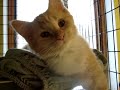 Marquette County Humane Society-Bella Marquette County Humane Society-Bella