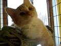 Marquette County Humane Society-Bella