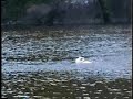 tarna cliff jumping taylors falls wis.